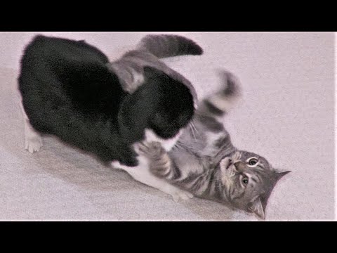 Cats Fighting For Dominance