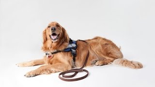 Service Dog Without the Hassle of the VA