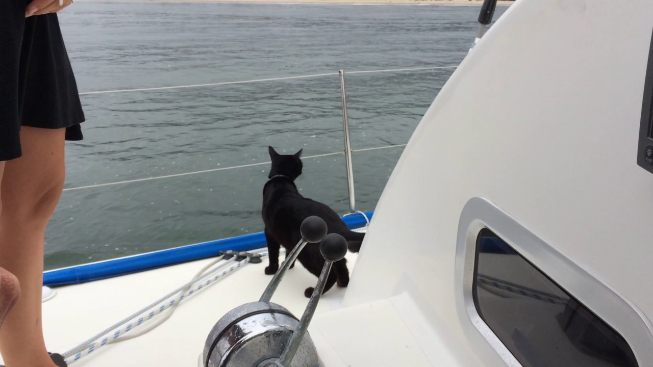 Cat living on a boat YouTube