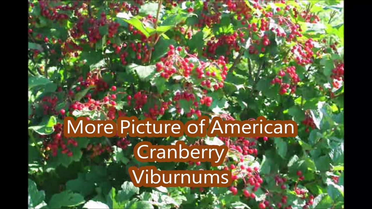 About Growing the American Cranberry Bush YouTube