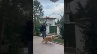 Guy Makes a Dash from Doggy Affection