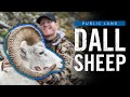 Public Land Dall Sheep Hunt | Brooks Range