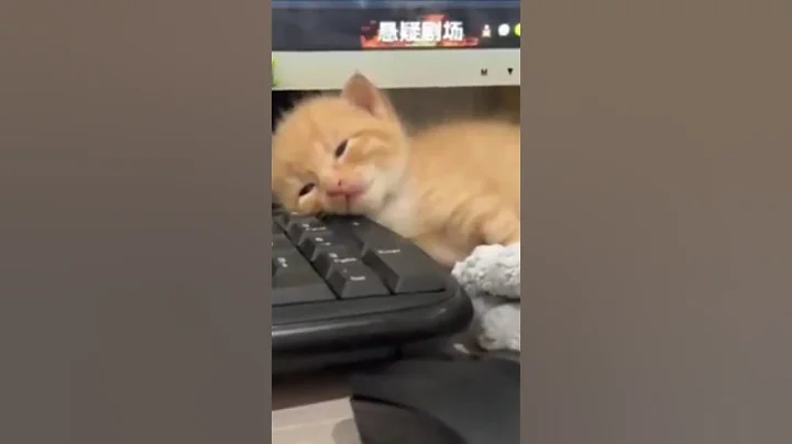 Watch the video about Hilarious Cats Gone Wild! 😂😹Part3 #cute #cat #kitten #catlover #cutecat #funny #pets #chefwhiskers