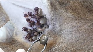 LH team volunteer work remove ticks on dog in Cambodia #35