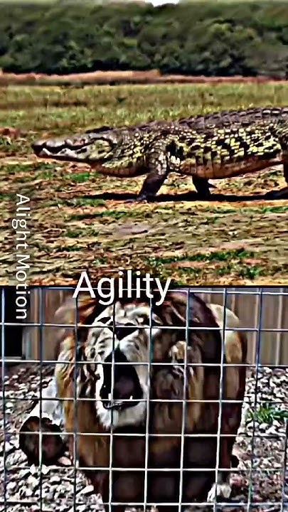African lion vs Nile crocodile | Who will win? #edit #shorts - YouTube