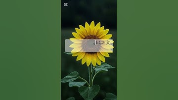 تلاوه من أواخر سورة الزمر #اكسبلور #quran #راحة_نفسية #المصحف #تلاوة_خاشعة #تلاوات #دويتو #تيك_توك