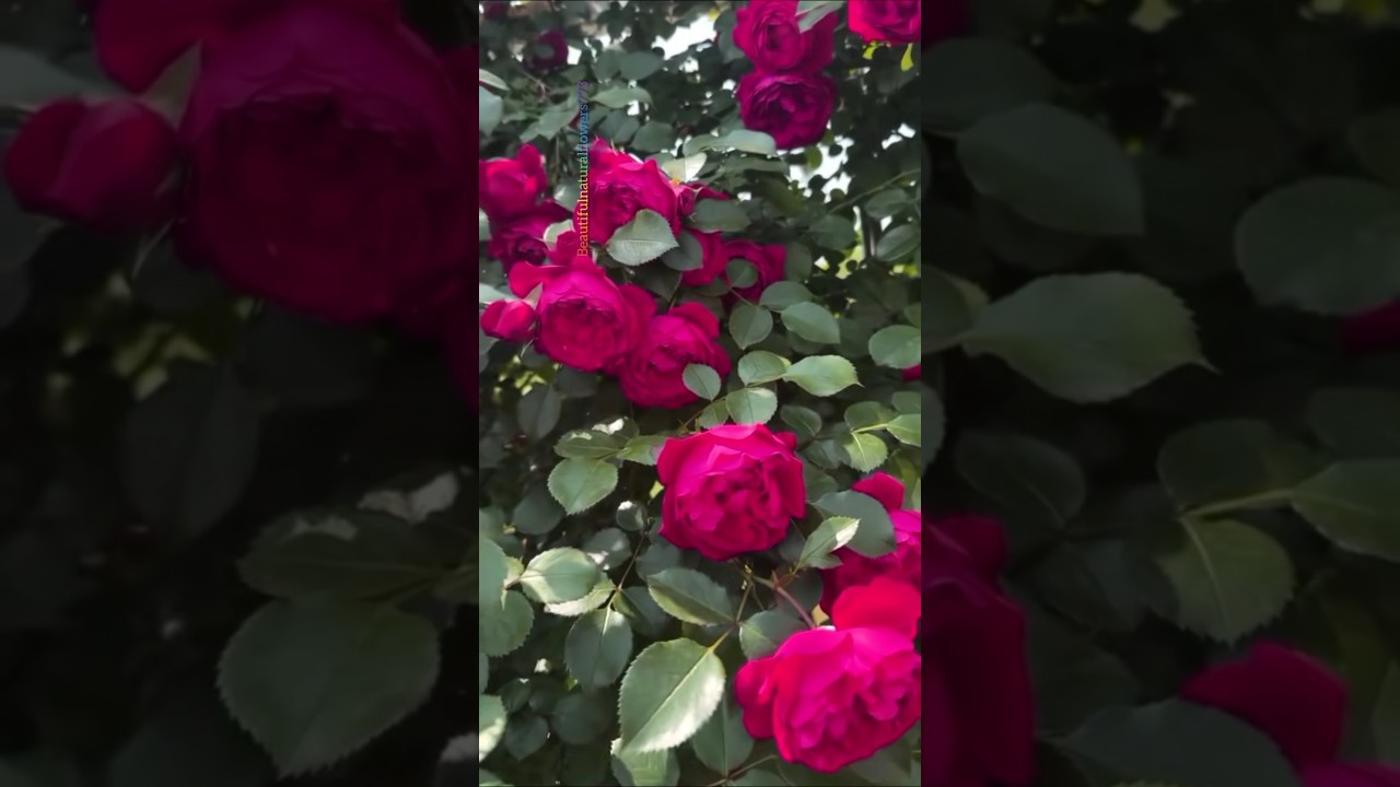 Natural Rose Status | beautiful rose flowers 