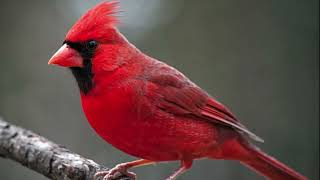 Northern Cardinal Bird Sound Natural sound of singing birds screenshot 2