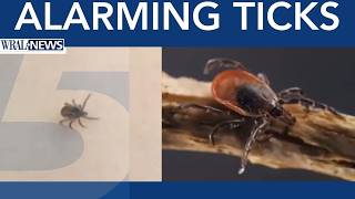 Tick Season Off To Dangerous Start, Experts Warn