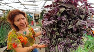 La tradescantia zebrina come curarla