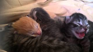 My newborn kitty hissing