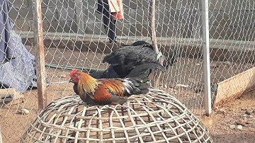 qaib dib-ไก่ต่อ(tshaj lij cov tub-ลูกของชาลี่)โทร&วอดแอบ02052153089