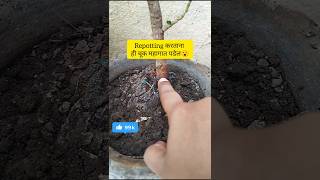 Repotting करताना छोट्या चुकांमुळे रोपं जळू शकते|Correct way of repotting #shortsfeed#ytshorts#shorts