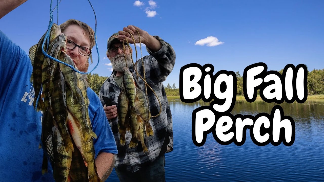 Ловля окуня на крупного осеннего окуня