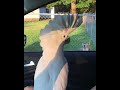 Cockatoo and dogs bark at each other