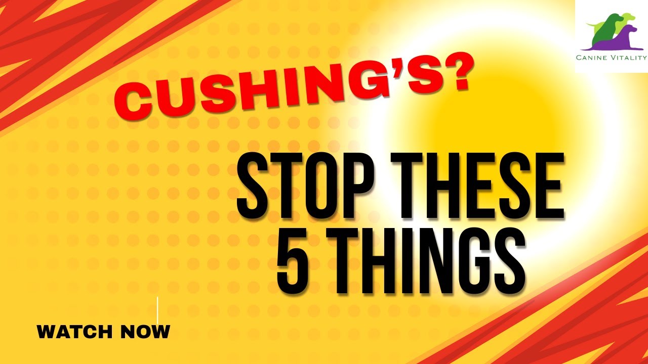 If Your Dog Has Cushing's Syndrome You'll Want To Avoid These 5 Things