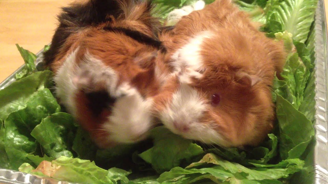 Guinea pig lettuce eating competition YouTube