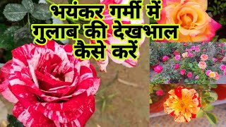 मई की गर्मी में गुलाब की देखभाल कैसे करें और रखें हराभरा | How to Care for Rose's in Summer #rose