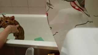 Как помыть кота, который не любит мыться Как помыть кота, который не любит мыться