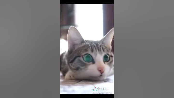 Cui îi plac pisicile eu ieri mi-am gasit pisica pierduta 😺😻😻🐈