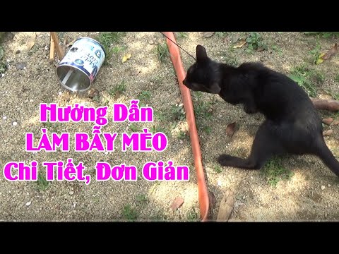 Hướng Dẫn Chi Tiết Làm Bẫy Mèo Bằng Lon Sữa Cực Kỳ Đơn Giản - 92 Vlog