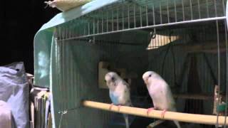 鳥かごを洗ったよ！。　　Budgerigar