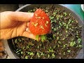 Cách ươm hạt dâu tây ở Mỹ.How to grow strawberries from seed.