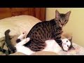 Warning: LAUGHING SO HARD can KILL YOU! // Super FUNNY ANIMAL compilation