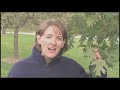 Taxonomy and Tree Identification Through Dichotomous Keys