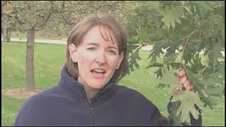 Iowa PBS: The Science of Tree Identification