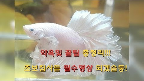 [물생활]베타피쉬 모든걸 담아보았습니다!!!(초보베타집사들필수영상!!!)