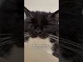 He’s always drooled when he’s cuddly #catsofyoutube #uni