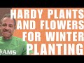 Hardy plants  flowers to plant in the winter months in az  amslandscaping