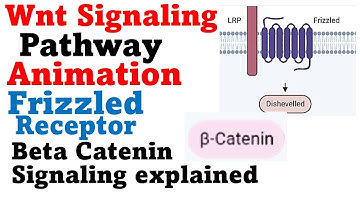 Wnt signaling pathway