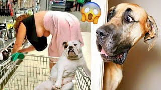 AWW Top Funny Cats And Dogs Videos 2022 - Funniest Animals Videos Part 29 by kidsgametv 919 views 1 year ago 3 minutes, 58 seconds