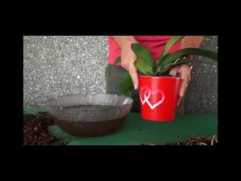 Video: Gojenje čudovite phalaenopsis doma