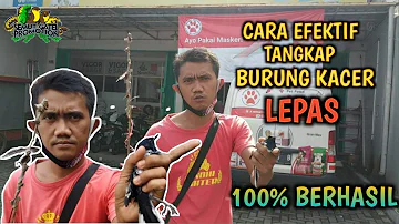 CARA CEPAT MENANGKAP BURUNG KACER