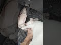 My cat loves to flip and flop in my dusty car 😺