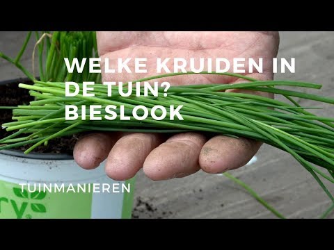 Video: Bieslook