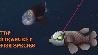 Everyone should watch this video - Top The Most Mysterious and Strangest Fishes Under Ocean #2