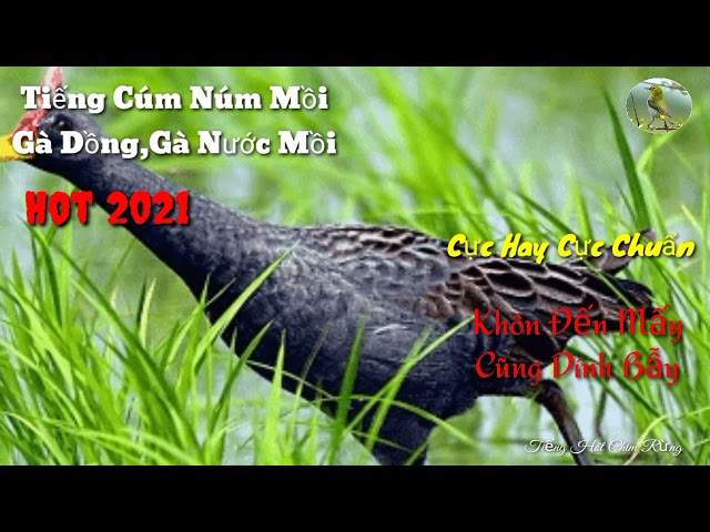 Cúm núm mồi.(gà đồng,gà nước) mồi. mới nhất 2021.chuyên bẫy cúm núm.khôn đến mấy cũng dính bẫy class=