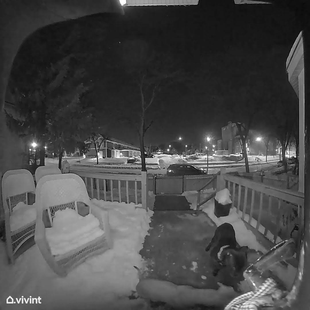 Dog Rings Doorbell For Cold Pal || ViralHog