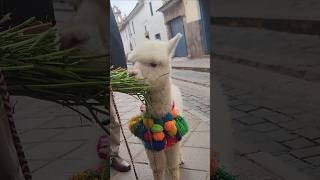 Feeding a baby llama in Cusco Peru. #peru #cusco #travel #vacation #subscribe #suscribete