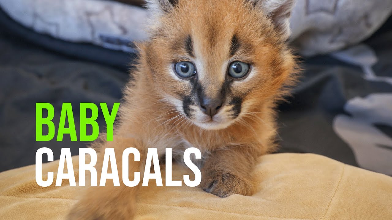 This is a baby caracal.  Cute cats and dogs, Baby caracal, Funny animals