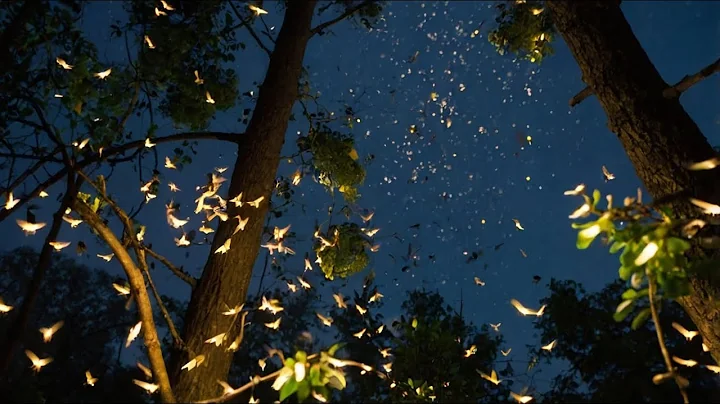 FIREFLY SOUND - FIREFLY SOUND EFFECT - SOUND OF FIREFLY - NOISE OF FIREFLY