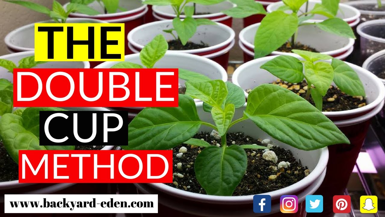 How to start pepper seeds using the double cup method 