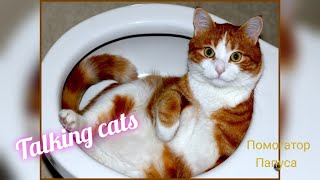 Говорящие Коты 🤪 Самые Смешные Коты И Собаки 🐱🐶 Приколы С Животными 😀