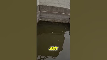 Combined Sewer Overflow: Danger in the Water! #shorts