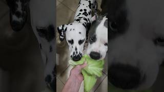 Funny Dogs Eating Cabbage Asmr