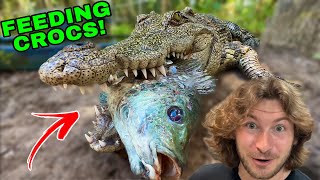 Hungry CROCODILES + Cranky King Cobras!